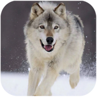 Wolf Dog Simulator(哈士奇模拟器)